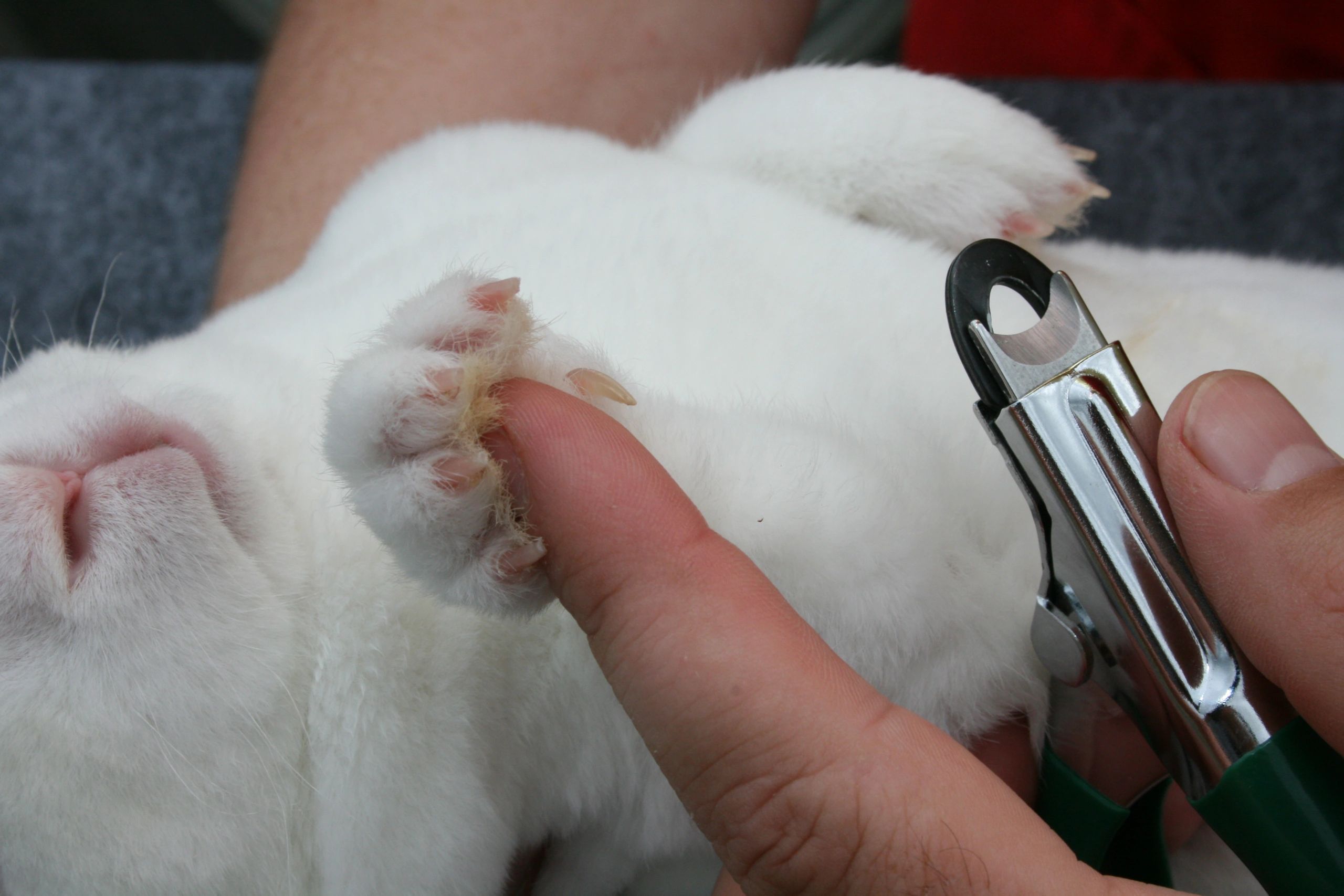 Trimming a rabbit's nails