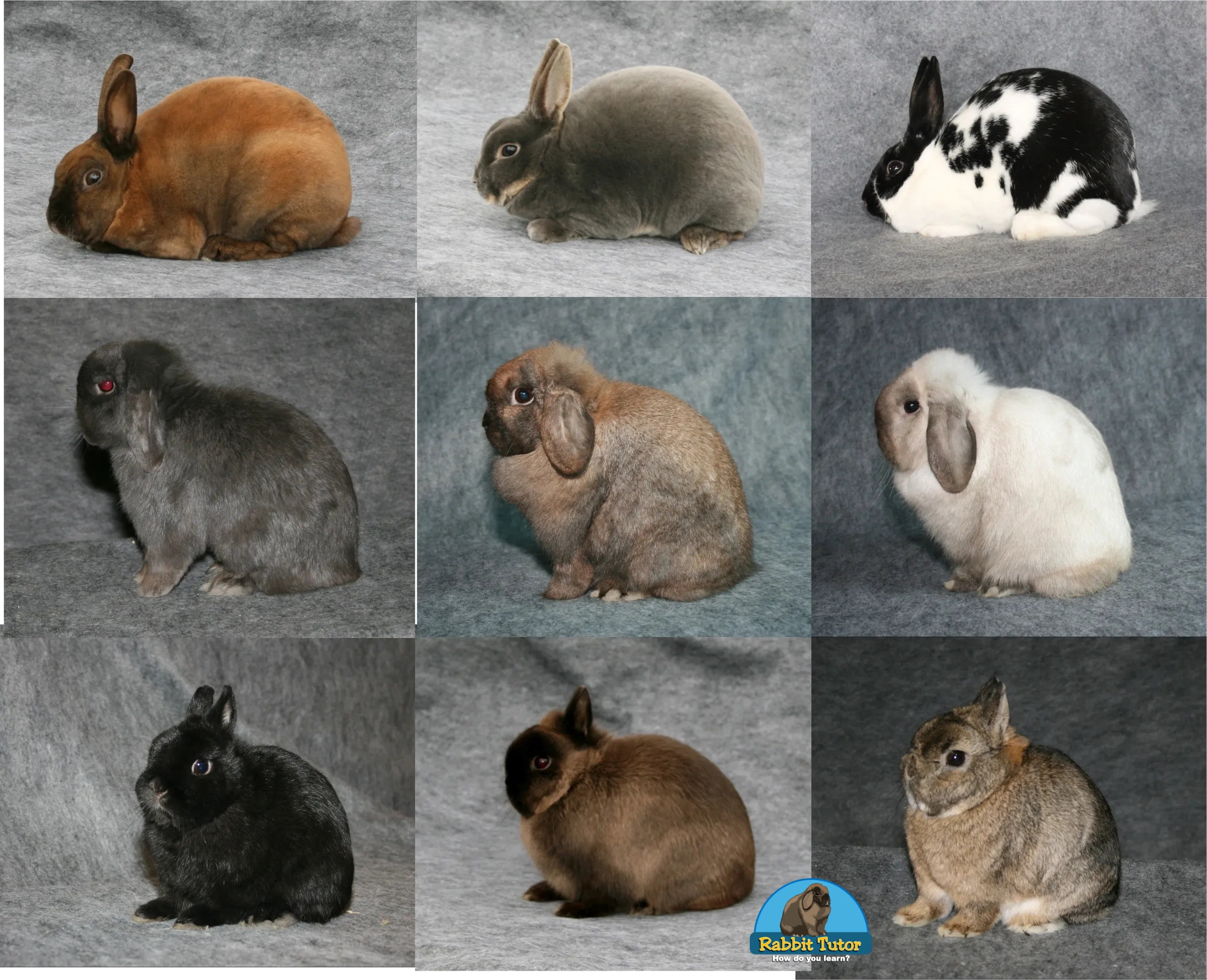 What to feed a rabbit